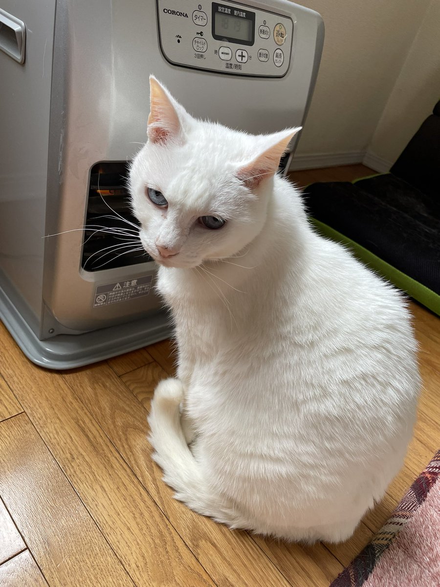 にゃんにゃんにゃんで、猫の日🐈
本日もファンヒーター前をブロックする猫です！
人間は非常に寒いです🥶

#猫の日 #にゃんにゃんにゃんの日 #jvcameratravel