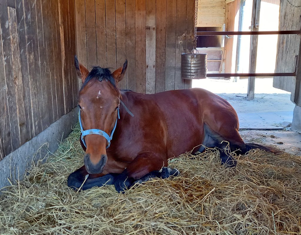 m4Bih2TqqBMDr9f's tweet photo. ゴイゴイスー号、おめでとう👏
そして、いつもありがとう🐴😳
久々の中央での勝利(ミミグッド号以来)に興奮気味です💦
昨日、ゴイゴイスーが走るからとたまたま意識して玄関を掃除したのがよかったのかな✨️
📷️はローランダーの初子😍
ローランダー号は、母に中央初勝利を持ってきてくれた馬です🐴 https://t.co/wfGHWhZMDM
