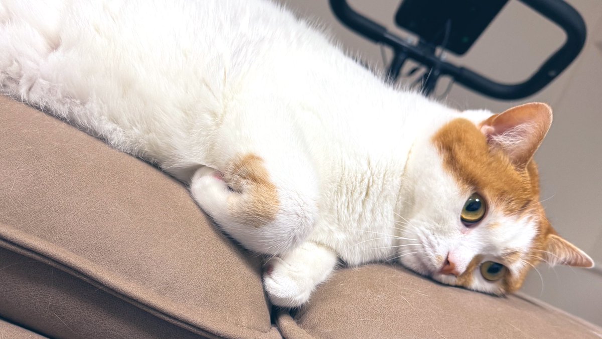 今日は猫の日🐈🐾
たっぷりおやつをあげたら、満足そうにダラけてますw
#猫の日