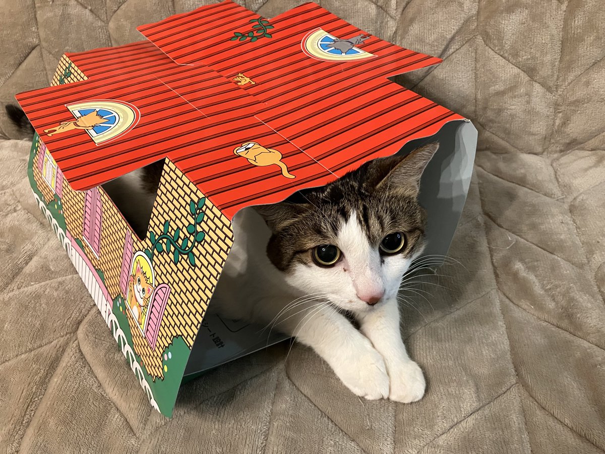 ねこモテホイホイ捕獲力抜群だニャ🐈 #ニャース製薬ねこ部 #猫の日