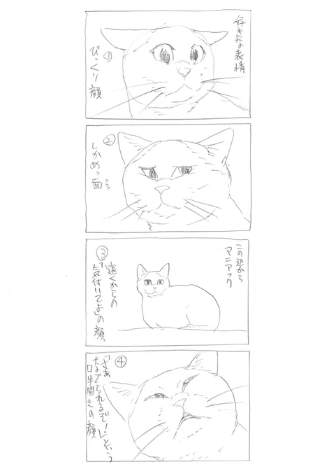 『好きな表情』
#猫の日 
