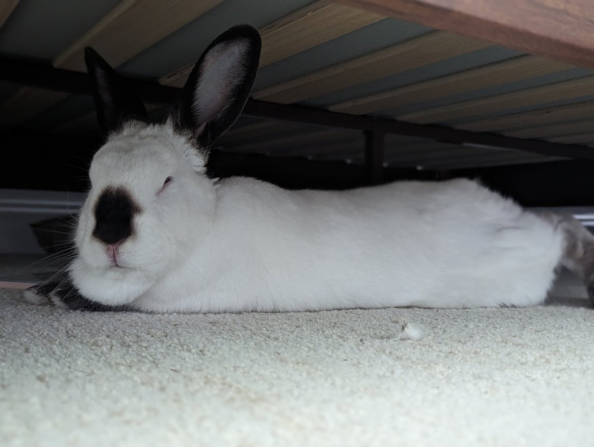 Noah Smith 🐇🇺🇸🇺🇦🇹🇼 tweet media