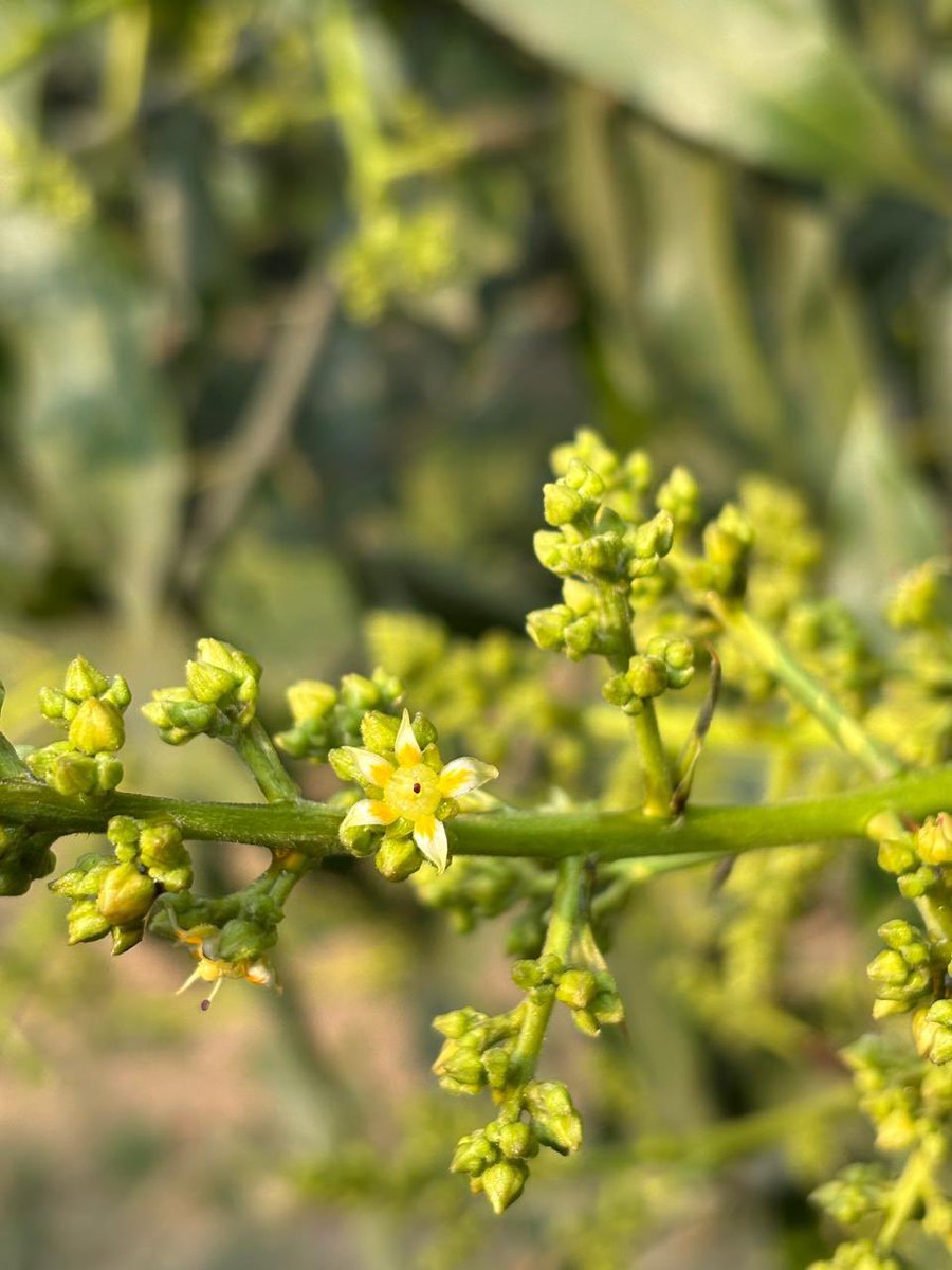 Ravi Gopal Singh tweet media