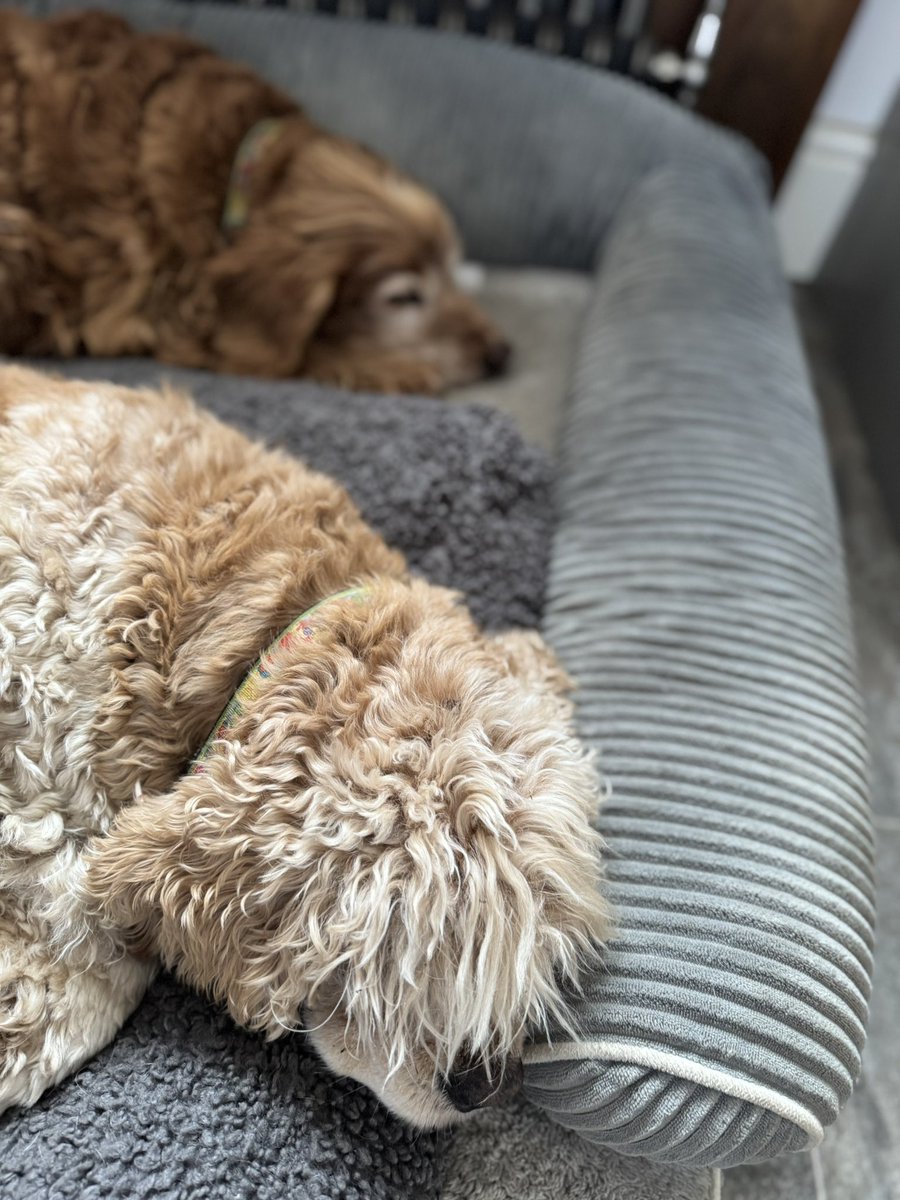 SpanielsSuper's tweet image. Isky  close your eyes mum’s coming to take us for a walk 
#EyesTightShut 
Ok Bat!
Isky I can see your eyes are open?
😳 #Busted 
No they’re not mum #Snoring 😴💤