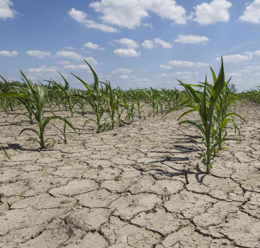 GoNaturalEd's tweet image. 💧Soil moisture is a major factor in the accumulation of soil organic carbon. It affects inputs of organic carbon from the atmosphere and influences plant production 🌱 and decomposition rate. bit.ly/41t4Bkt #climatechange #carbonsequestration #soilmoisture #droughts