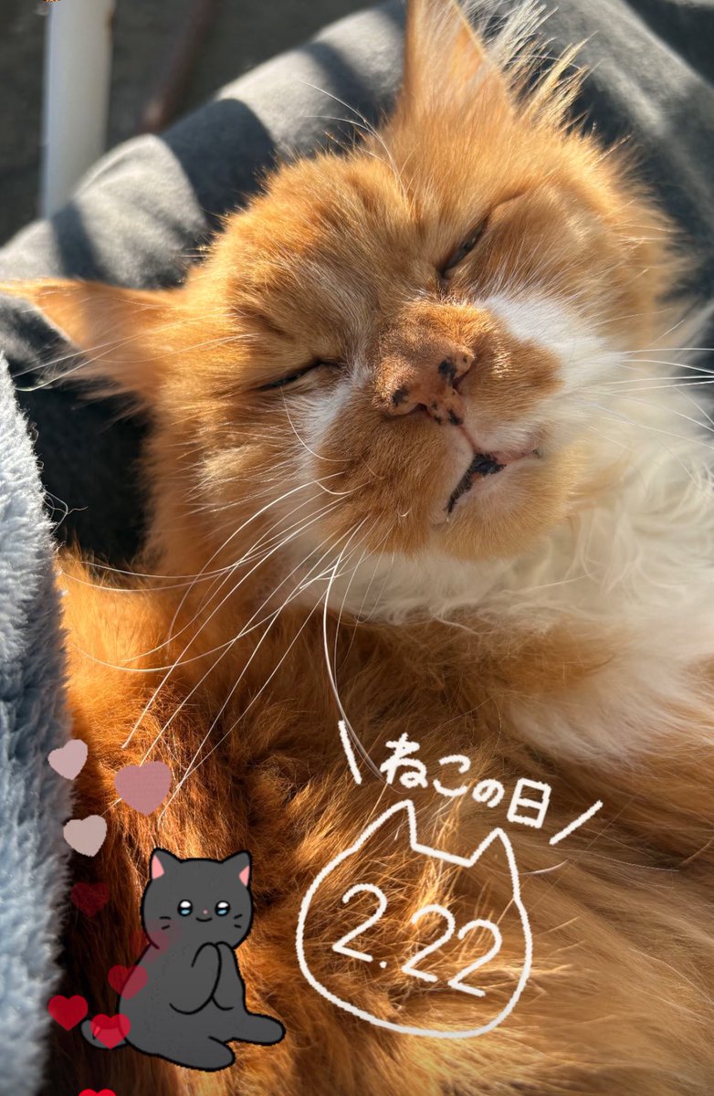 🐈🧡🐈🧡🐈
#猫の日 #ねこの日 
#猫の日2025