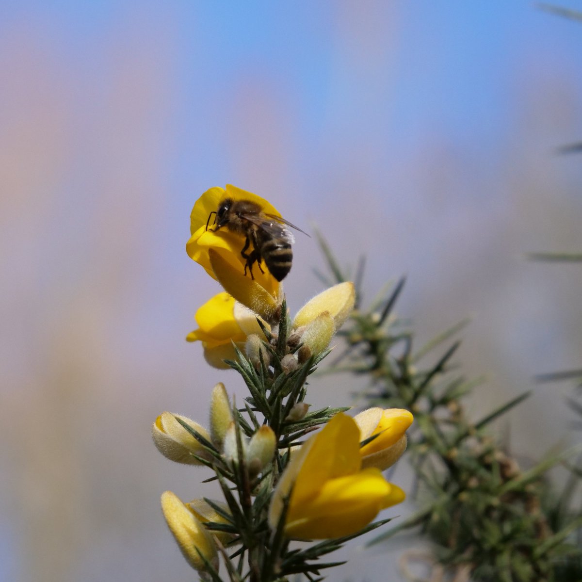 NorfolkHoneyCo's tweet image. Honeybee foraging on Gorse.

#beekeeping #beekeepinghowto #beekewpingtips #gorse #honeybee