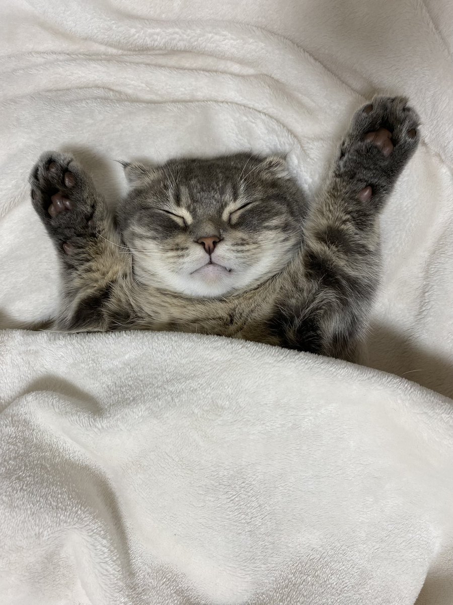 しゃけ@ねこ休み展 (@shake_1121) / Posts / X