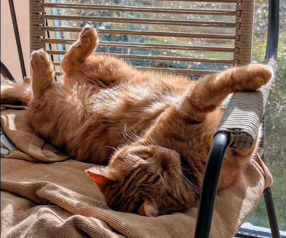 Happy #Caturday from Ginge!