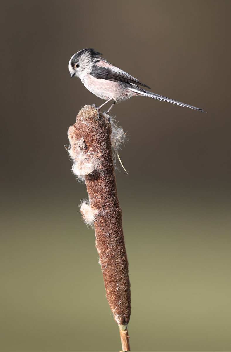 Few shots in the sunshine #preston #lancashire