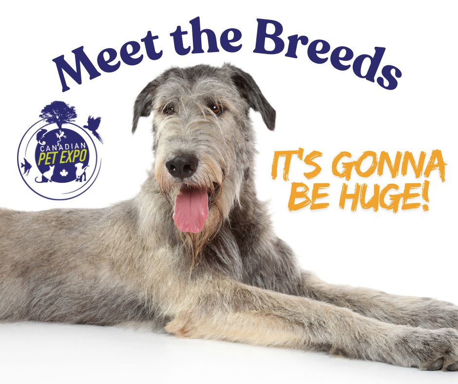 We’ll have tiny dogs like the Chihuahua and huge dogs like the Irish Wolfhound as well as everything in between! Mark your calendars! “Meet the Breeds” is happening all three days of the Spring Canadian Pet Expo: April 18, 19 and 20. 10 a.m. to 4 p.m.  canadianpetexpo.ca
