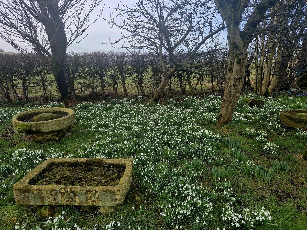 MandaleFarm's tweet photo. Mandale  snowdrops https://t.co/zrkPc3vDz9