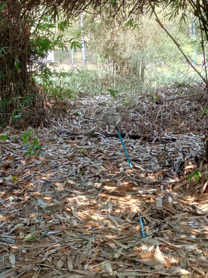 เข้าสวนรดน้ำไผ่กันครับ