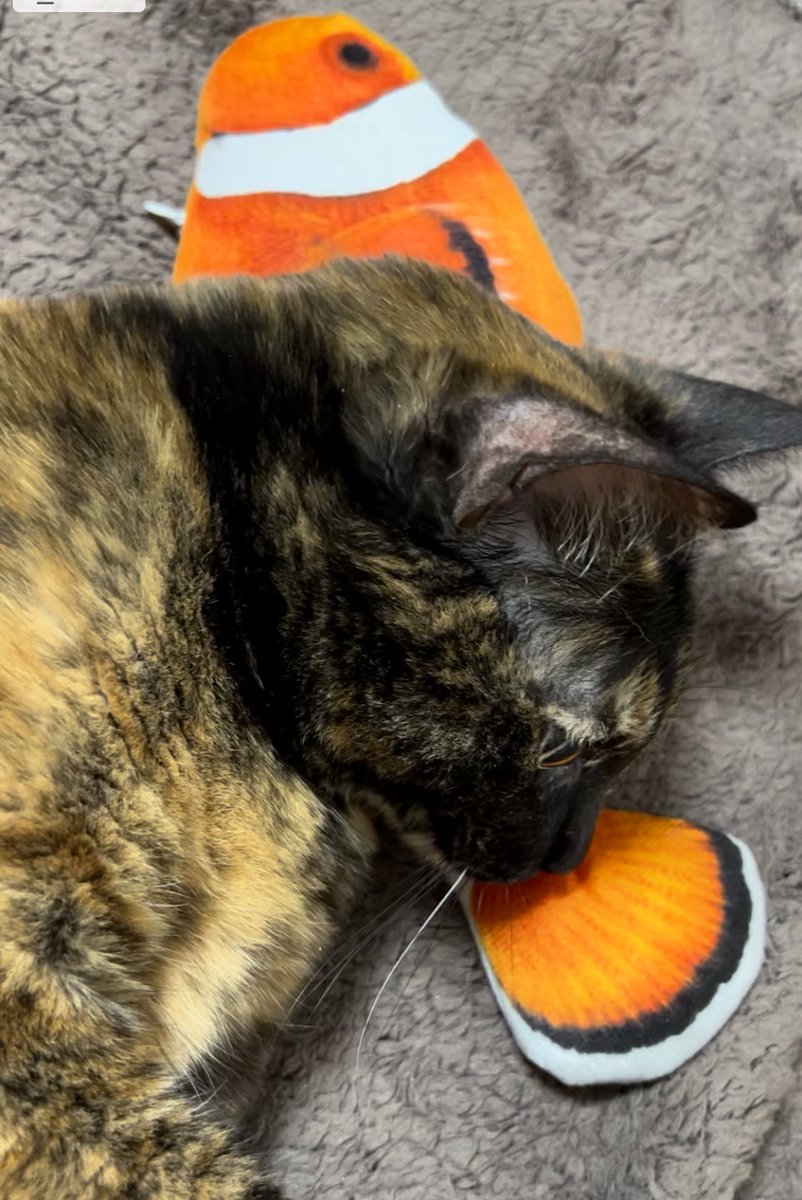 なにそれ〜
人間のご飯
ナーンだ
ゴロン

#サビ猫 
#おうち猫 
#猫の日