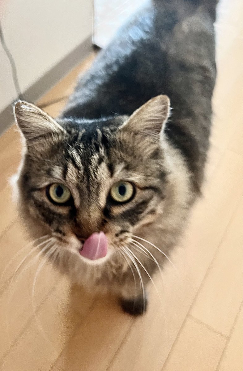 HsuMeifang's tweet photo. 今日は2月22日、猫の日🐱
しかし、毎日うちにご飯を食べに来て寝てたシマちゃんが、3年以上続いていたのに、2/20から姿が見えなくなっちゃった。何があったんだろう？😢

心当たりのある人いませんか？

#ねこの日 #猫を探しています #保護猫 #迷い猫 #東京 #猫好きな人と繋がりたい #三鷹 #譲渡会 https://t.co/3UjckuYozd