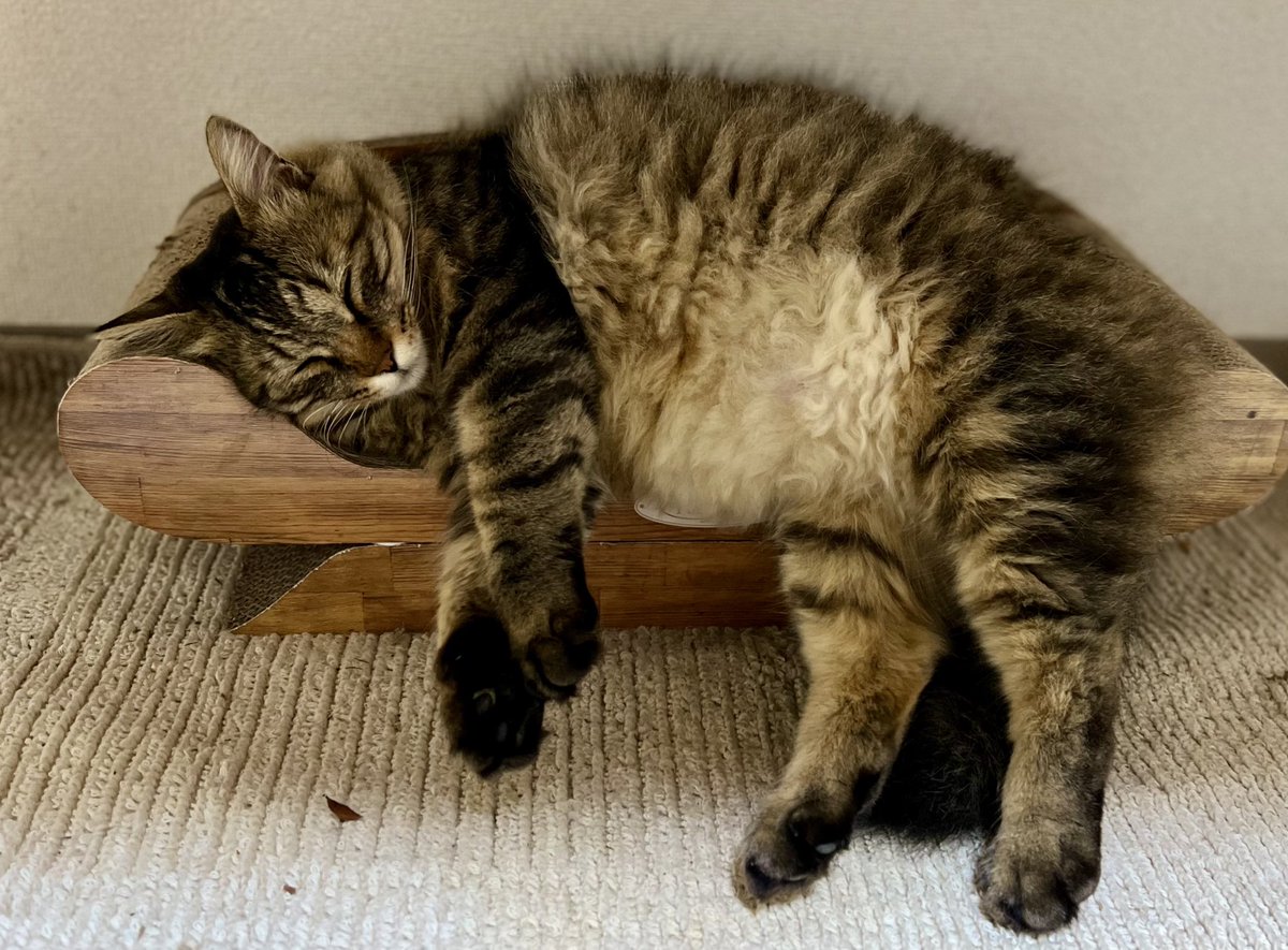 HsuMeifang's tweet photo. 今日は2月22日、猫の日🐱
しかし、毎日うちにご飯を食べに来て寝てたシマちゃんが、3年以上続いていたのに、2/20から姿が見えなくなっちゃった。何があったんだろう？😢

心当たりのある人いませんか？

#ねこの日 #猫を探しています #保護猫 #迷い猫 #東京 #猫好きな人と繋がりたい #三鷹 #譲渡会 https://t.co/3UjckuYozd