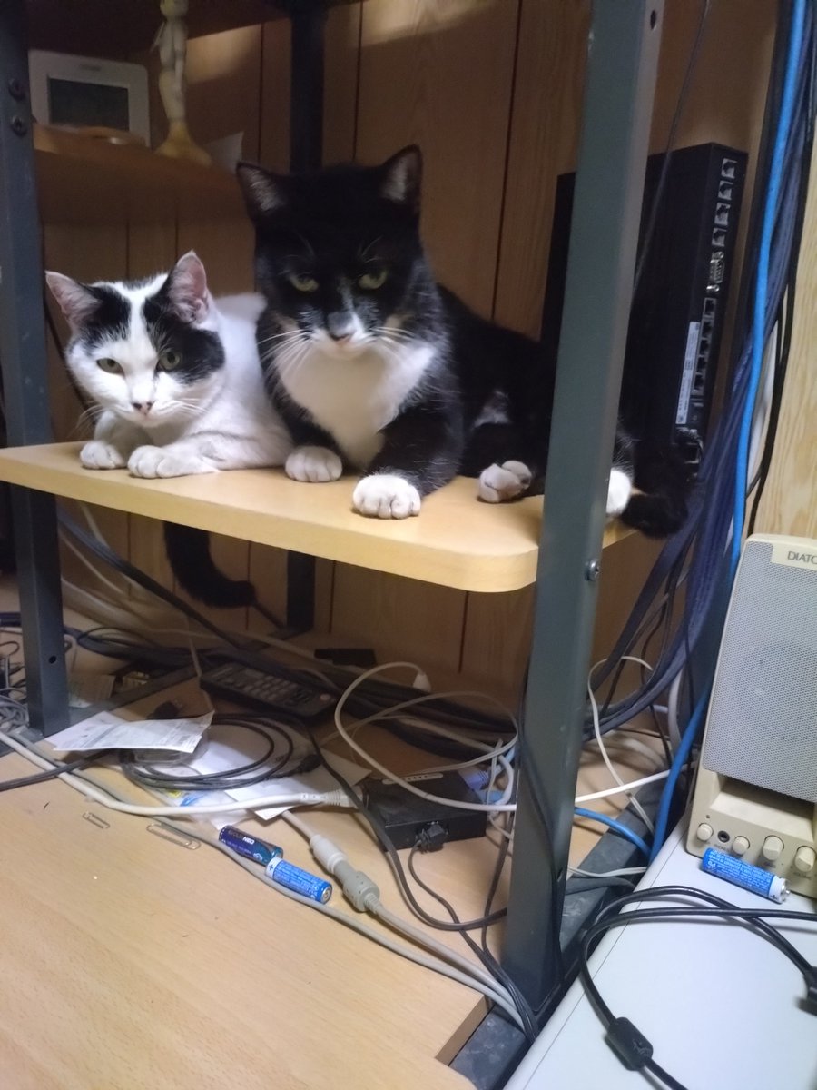 santa_yugi's tweet photo. くろと母ちゃん猫😽 https://t.co/YqGcAugIQN