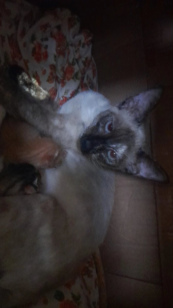 nanathcosmic's tweet photo. gente tô preocupada. minha gatinha teve filhotes ontem de manhã, e depois não demonstrou mais nada, então achamos que já teria terminado, mas de noite nós percebemos que ainda tinha um filhote se mexendo dentro dela e agora precisamos urgentemente marcar uma consulta e talvez + https://t.co/Edkh19vJ3n