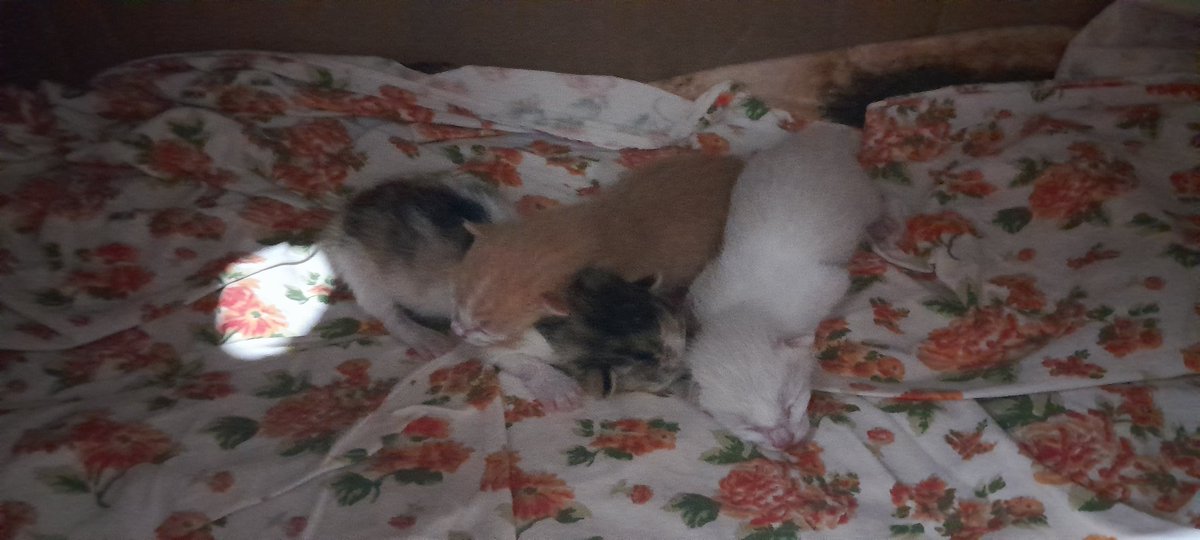 nanathcosmic's tweet photo. gente tô preocupada. minha gatinha teve filhotes ontem de manhã, e depois não demonstrou mais nada, então achamos que já teria terminado, mas de noite nós percebemos que ainda tinha um filhote se mexendo dentro dela e agora precisamos urgentemente marcar uma consulta e talvez + https://t.co/Edkh19vJ3n