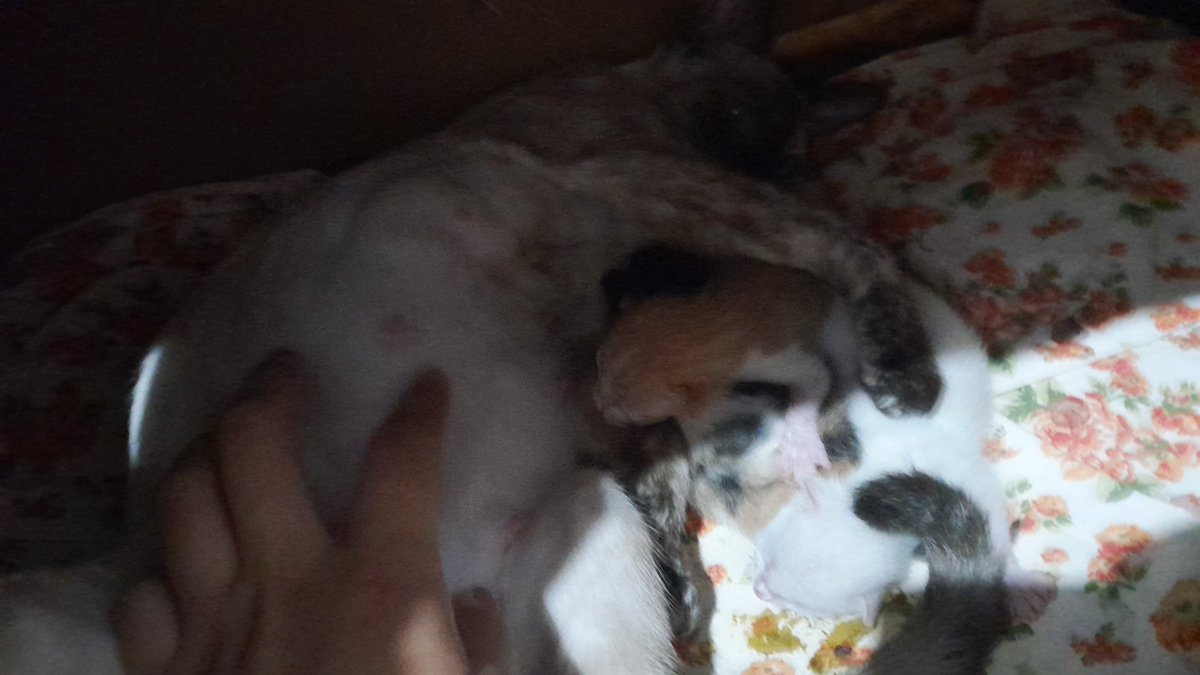nanathcosmic's tweet photo. gente tô preocupada. minha gatinha teve filhotes ontem de manhã, e depois não demonstrou mais nada, então achamos que já teria terminado, mas de noite nós percebemos que ainda tinha um filhote se mexendo dentro dela e agora precisamos urgentemente marcar uma consulta e talvez + https://t.co/Edkh19vJ3n