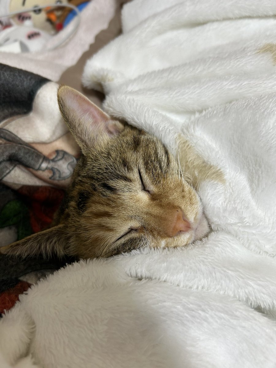 nanashidao_1020's tweet image. 何ーーーーーー！！！猫の日だと！！！！
私のコスなんか見なくていいからうちの猫見てくれ！！！、、！！！！