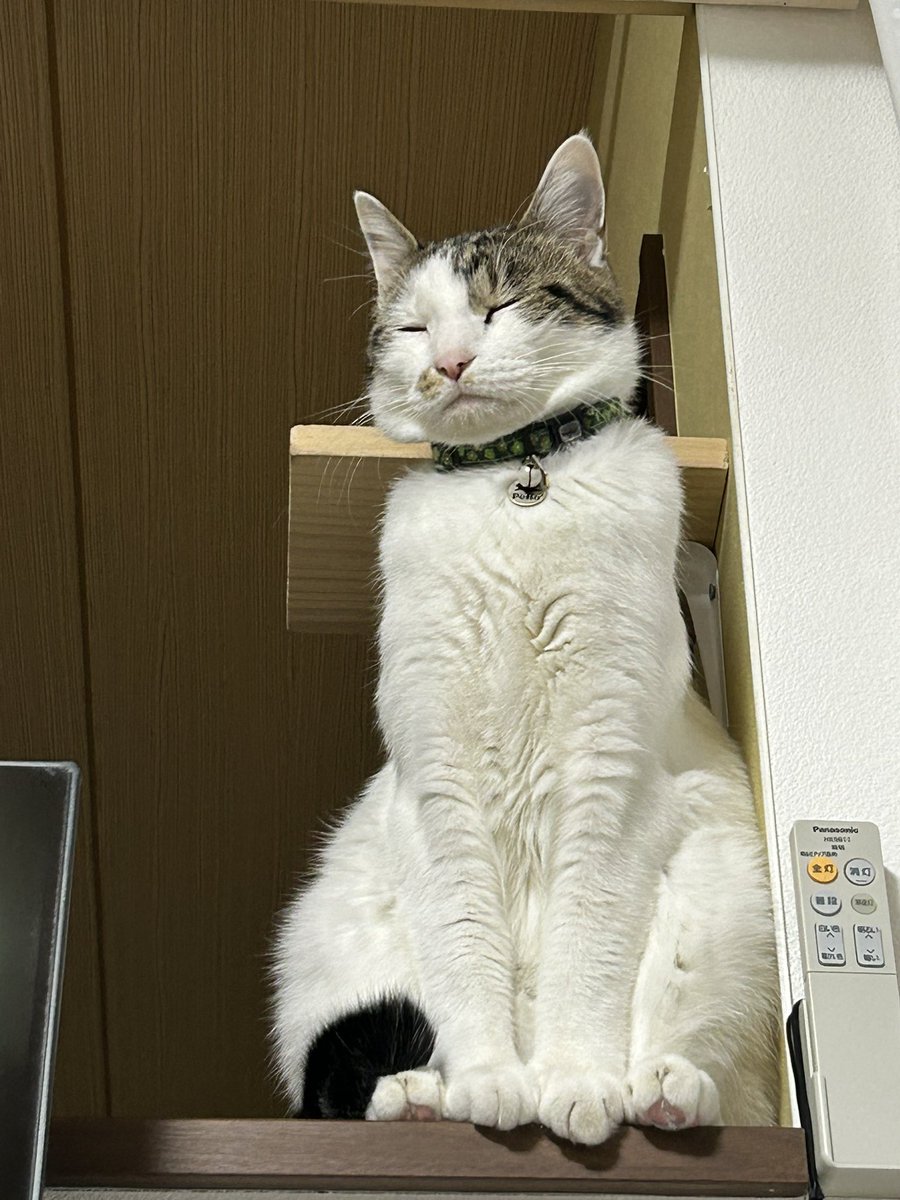 nanashidao_1020's tweet image. 何ーーーーーー！！！猫の日だと！！！！
私のコスなんか見なくていいからうちの猫見てくれ！！！、、！！！！