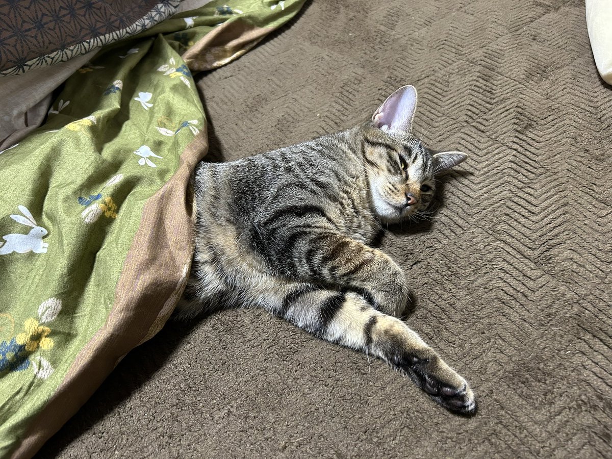 nanashidao_1020's tweet image. 何ーーーーーー！！！猫の日だと！！！！
私のコスなんか見なくていいからうちの猫見てくれ！！！、、！！！！