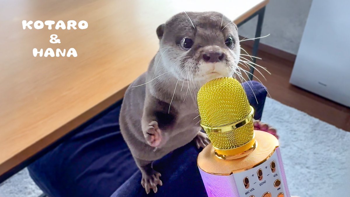 Cotsumet's tweet photo. にゃむにゃむ食べるカワウソにマイク使ったら可愛すぎた　Otters Make Funny Noises While Eating with Mic

https://t.co/YtbPAJ3fcV
↑YouTubeで見れます🎤 https://t.co/T8PYW32z2B