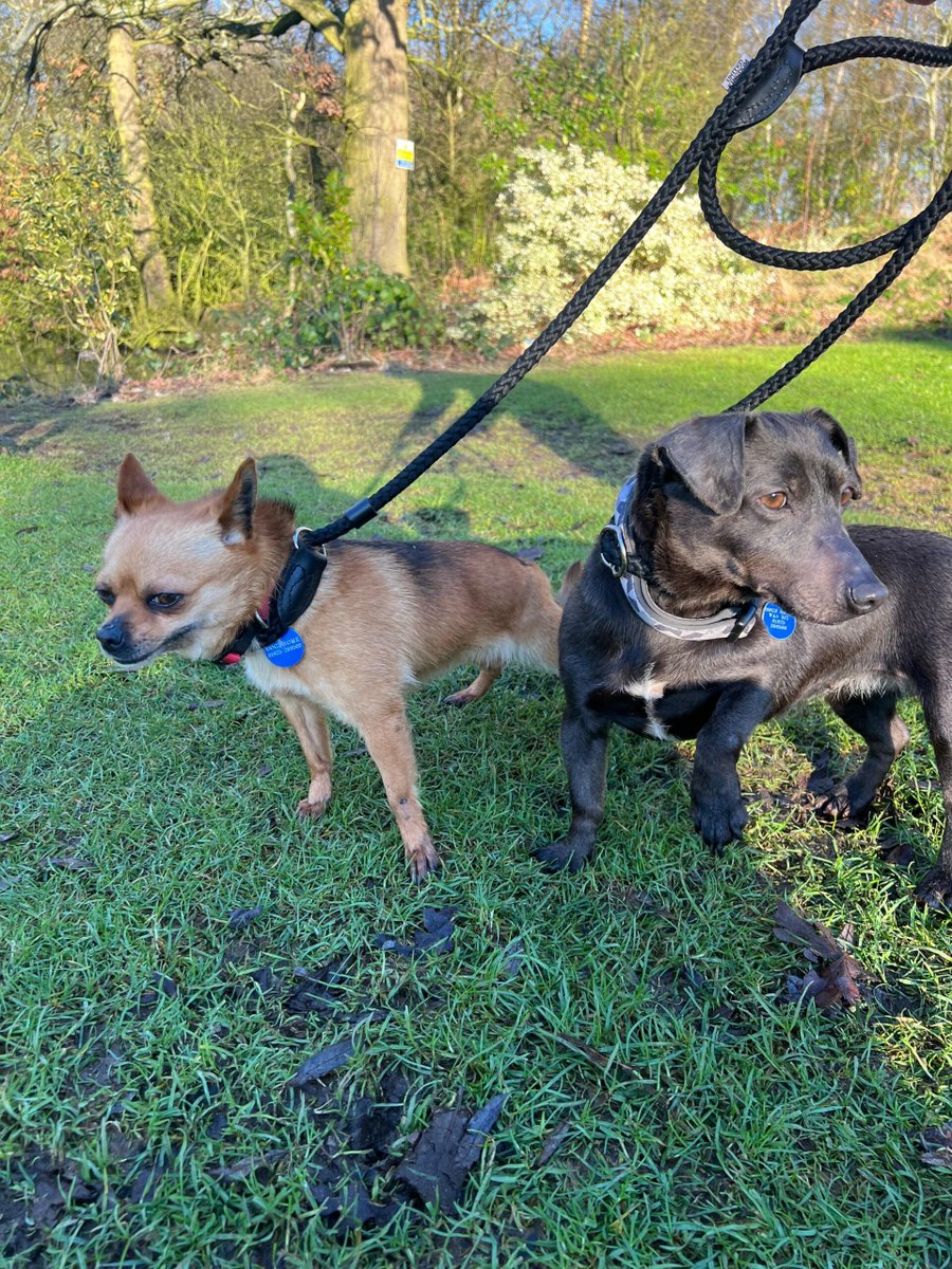 AdoptionsUk's tweet photo. Please retweet to help Honey and Felicia find a home together #MANCHESTER #UK 🐶
Bonded pair available for adoption, registered British Charity ✅
Details or apply below👇
https://t.co/OqSfDvOmZf
Open for viewing only on Saturday and Sunday between 1.30pm to 4pm. No appointment necessary. 
Chihuahua Cross and Dachshund Cross aged 4. 'Honey & Felicia are both very sweet and affectionate girls who love receiving lots of love and cuddles. They both love playing with each other and going out on walks and both walk very nicely. 
They were both very shy when they first came to us, but they have started to come out of their shell and show us their loving personality.  During their time here, Honey & Felicia have interacted well with other dogs therefor believe they could potentially live with another dog – subject to a successful meet. Additionally, they would be best suited to a home where children are aged 14 years and older. 
 *Applications that are successful will be provided with further information on each dog to the best of the charity’s knowledge.'- Manchester and Cheshire Dogs Home   Please share to help them stay together 🐶🐶 
#dogs #dog #Chihuahua #Dachshund #Cheshire #Warrington #Liverpool #England #pets #animals #adoptdontshop
📷