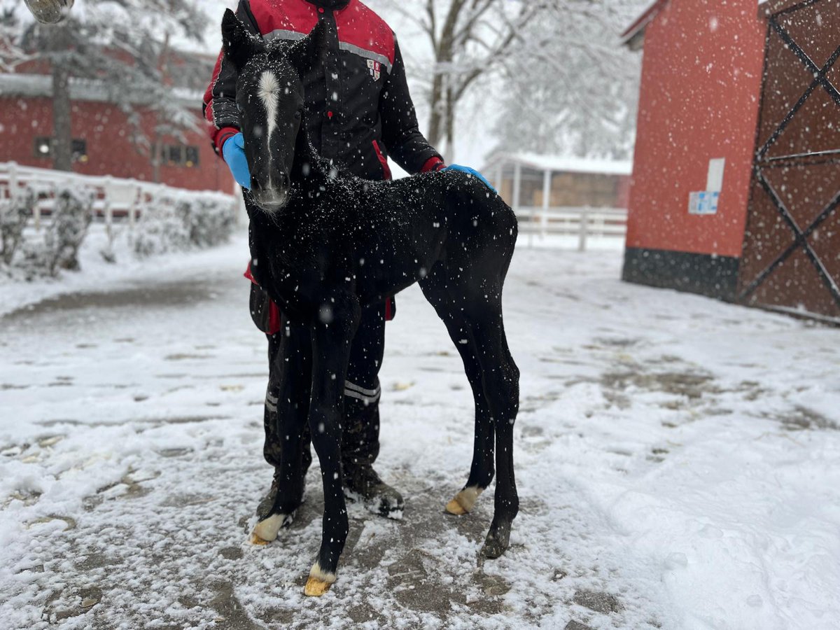 oğlumun bir ayağı daha sekili olsaymış dedesinin fotokopisi olacakmış..

AEGEAN FİNALE (USA)__ SENACAN(TUR) 2025 ERKEK
