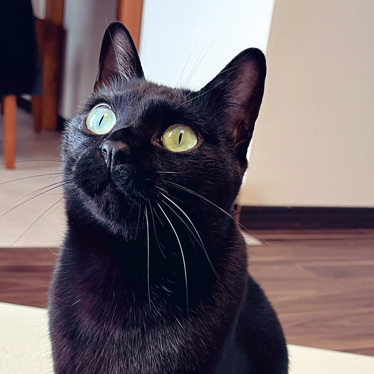 #ベローチェ黒ねこエコバッグ 
ボクのエコバックいいにゃ〜🐾