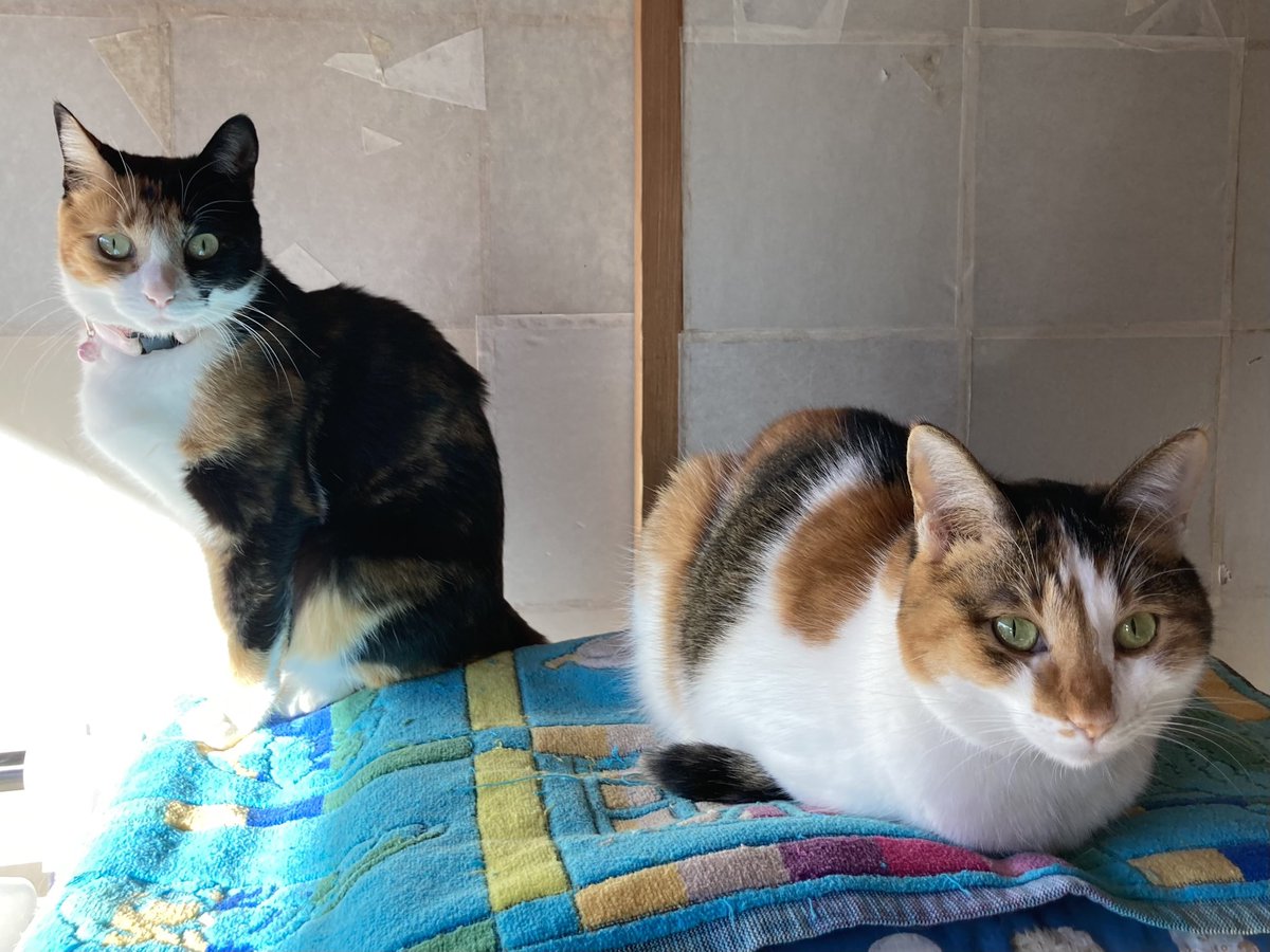 maya_szk's tweet photo. ㊗️猫の日🐈🐈
猫達はマグロのお刺身をちょこっとだけ食べてお祝いしました🐟
#猫の日
#猫の日2025
#三毛猫
#縞三毛
#縞三毛猫更紗と三毛猫紬 https://t.co/kvVQI7McFk