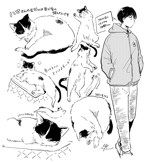 猫の日と聞いたのでちょこっとらくがき #旭野くん 