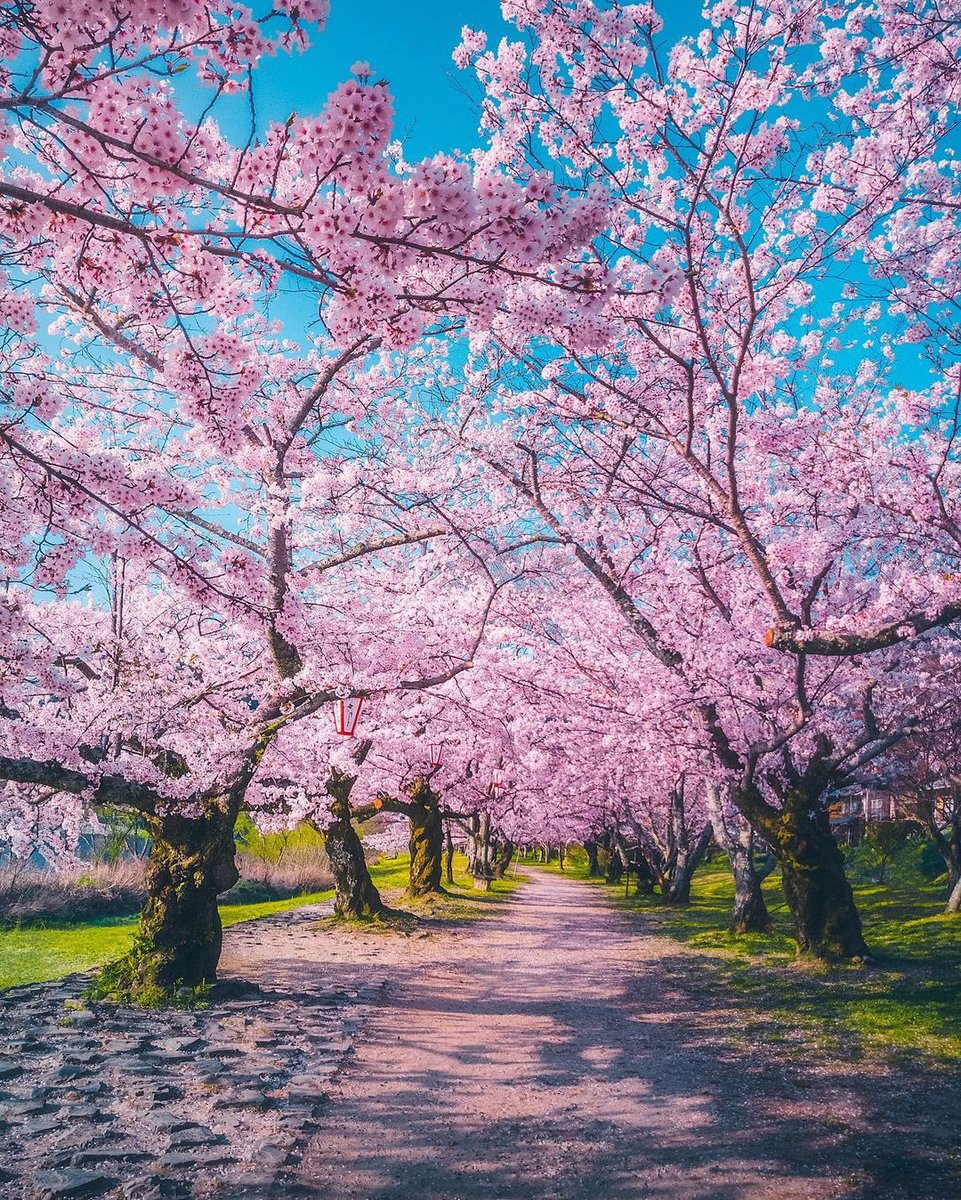 Hello Everyone! 💛 Have a beautiful day  💞🌸💕
