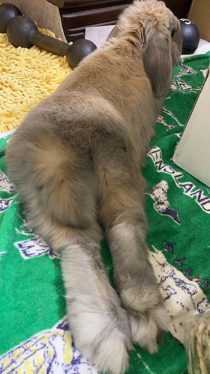 kiseopeeeeeee's tweet photo. #うさけつ発表会 https://t.co/NUEq2bRlRC