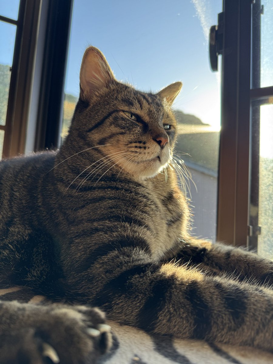 keeesukepork's tweet photo. うちのたぬこ

#猫の日 https://t.co/wERfCQkVQ7