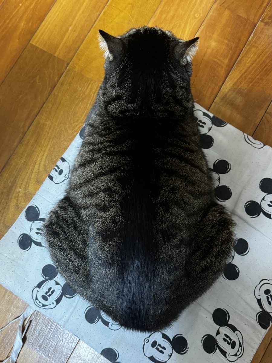 keeesukepork's tweet photo. うちのたぬこ

#猫の日 https://t.co/wERfCQkVQ7