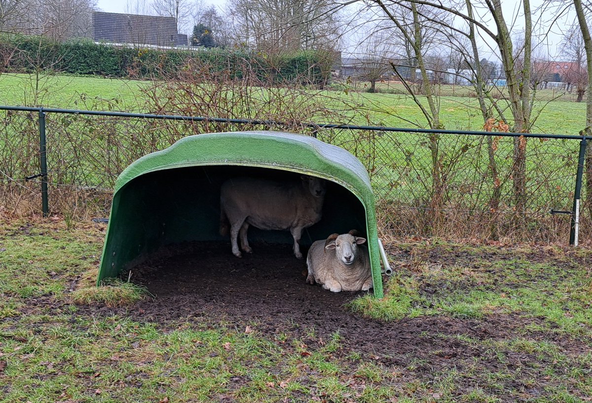 Echt? Met dit weer komen we niet naar buiten hoor...🤣
#WiltshireHorn