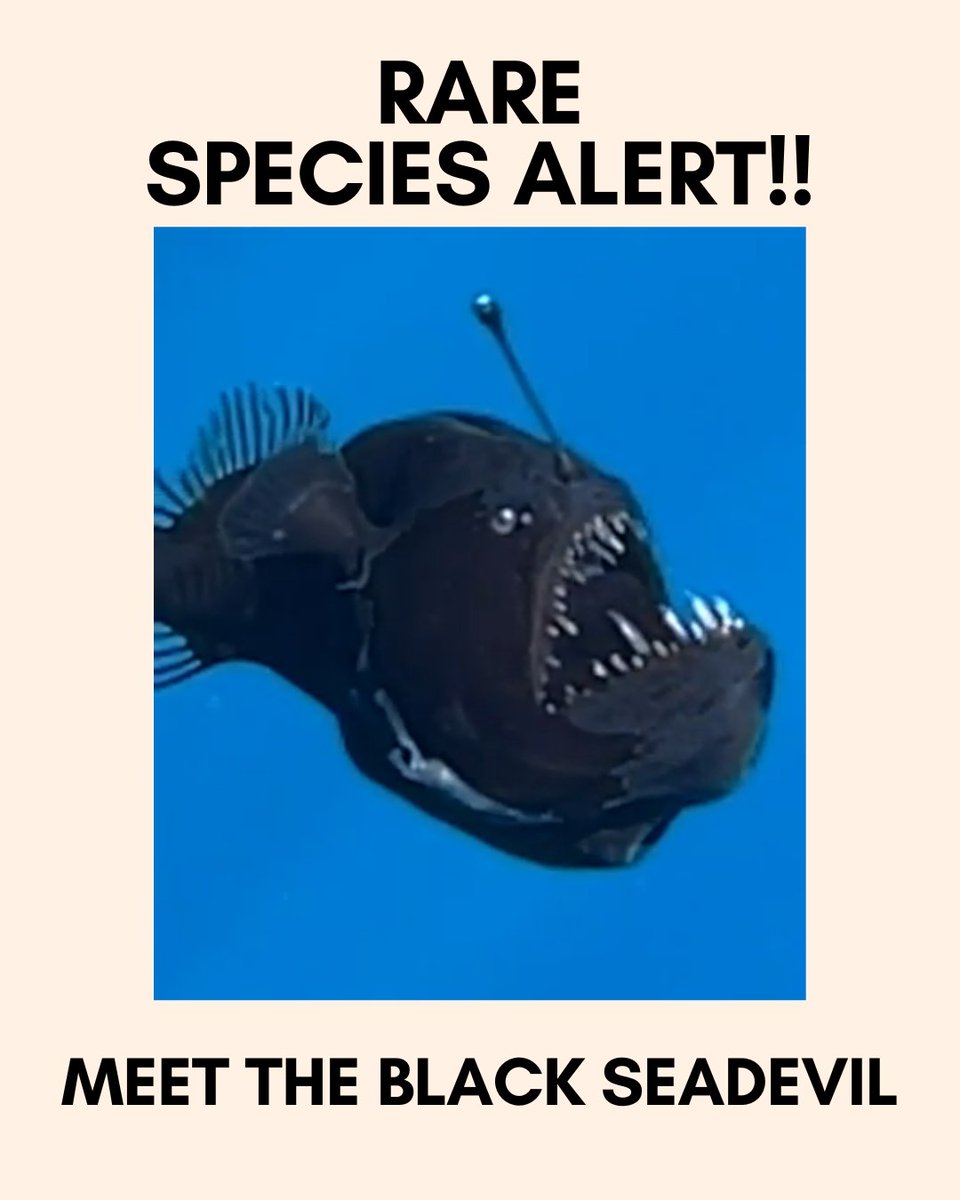 Greenpeaceafric's tweet image. 🚨 RARE SPECIES ALERT! 🚨

Meet the Black Seadevil, a deep-sea anglerfish that looks like it’s straight out of a sci-fi movie! 🌑🐙 

Nature is full of wonders! 🖤

#DeepSeaCreatures #OceansAreLife#CanaryIslands