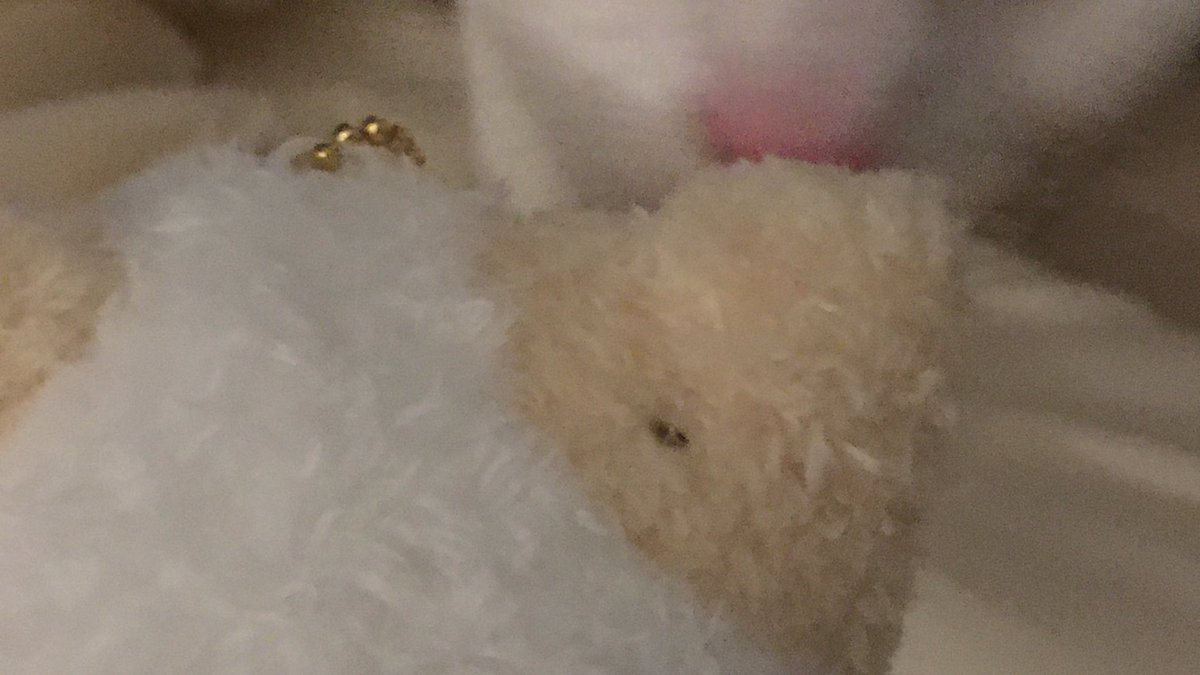 2l428's tweet photo. 마슈마로를 겟하다... 🫰🏻🐈 🪽🩵 https://t.co/JsjlYcPMsq