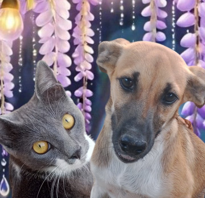AdryRoca1's tweet photo. Hola @entrenoticiasGV
Feliz y bendecido sábado ♥️ @Yeruyanezcarpio
Un abrazo enorme.
Ellos son mis mascotas (El Gato Bruno y mi Perrita Niña) 🥰💕 https://t.co/EbLTMlapJX