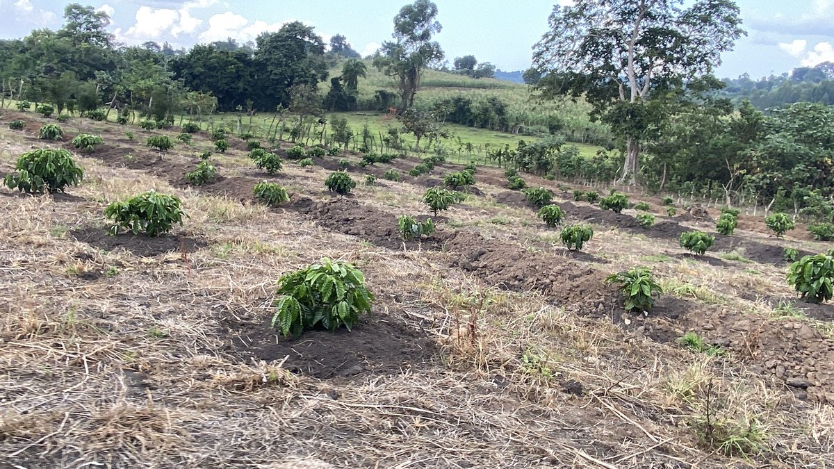 Muganzisecure's tweet image. With 4 acres of coffee you should be able to leave that full time job that pays you less than 3M monthly and focus on your coffee farm if you want to know why and how to do it DM me for free advise &amp;amp; also if you want to start coffee farming and live a free stress life talk to me