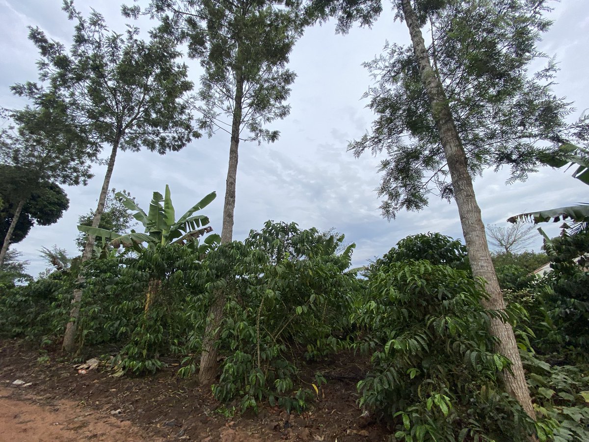 Muganzisecure's tweet image. With 4 acres of coffee you should be able to leave that full time job that pays you less than 3M monthly and focus on your coffee farm if you want to know why and how to do it DM me for free advise &amp;amp; also if you want to start coffee farming and live a free stress life talk to me