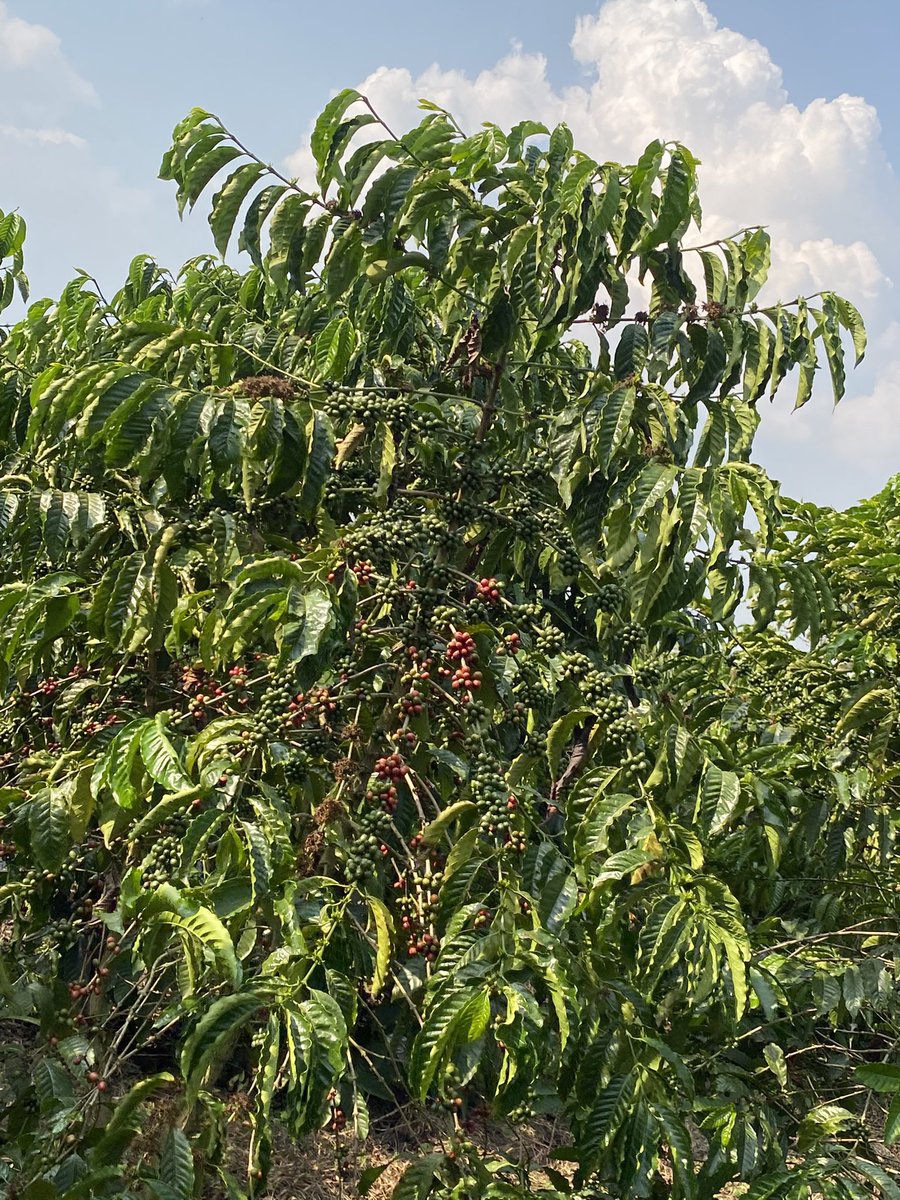 Muganzisecure's tweet image. With 4 acres of coffee you should be able to leave that full time job that pays you less than 3M monthly and focus on your coffee farm if you want to know why and how to do it DM me for free advise &amp;amp; also if you want to start coffee farming and live a free stress life talk to me