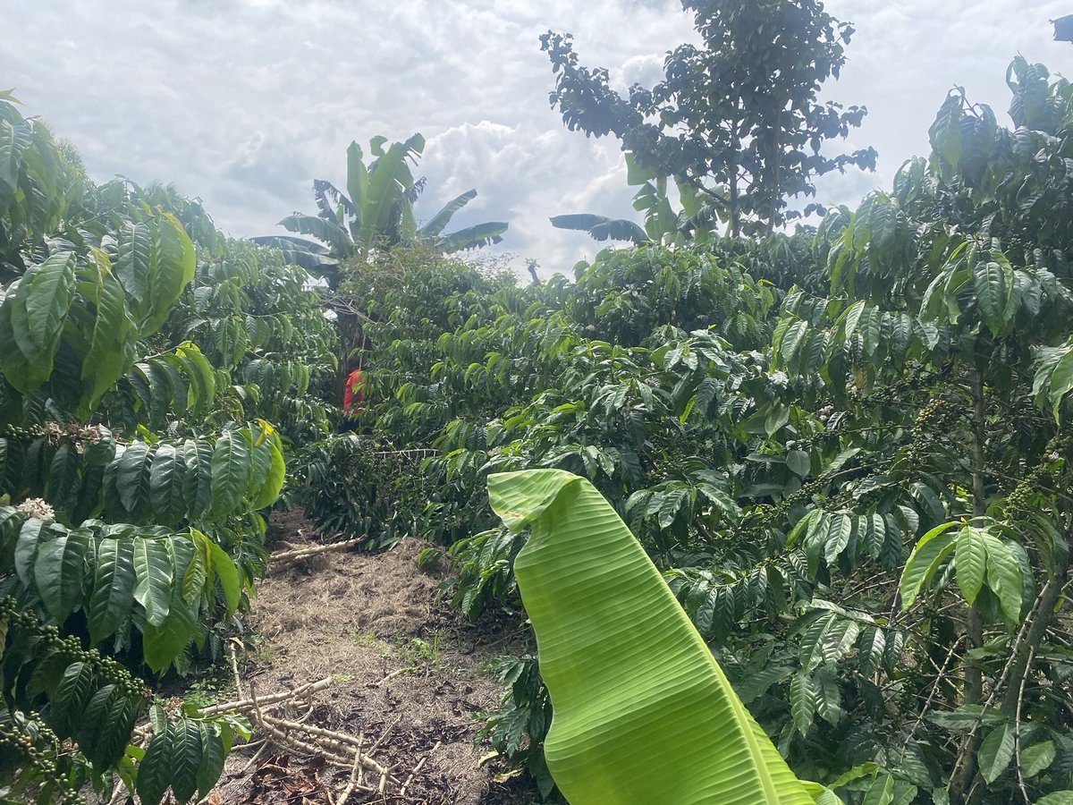 Muganzisecure's tweet image. With 4 acres of coffee you should be able to leave that full time job that pays you less than 3M monthly and focus on your coffee farm if you want to know why and how to do it DM me for free advise &amp;amp; also if you want to start coffee farming and live a free stress life talk to me