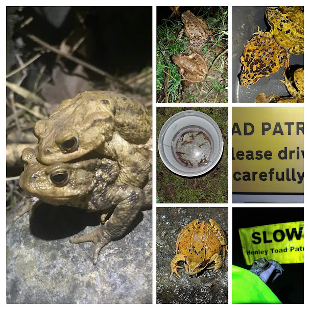 Busy night &amp; early morning for Henley Toad patrol volunteers <a href="/HenleyToads/">Henley Toad Patrol</a> . We carried 1095 migrating toads , 267 frogs &amp; 13 Smooth newts to their spawning pond <a href="/froglifers/">Froglife</a> <a href="/BBOWT/">BBO Wildlife Trust</a> <a href="/GreenerHenley/">GreenerHenley</a> <a href="/WildlifeMag/">BBC Wildlife</a> <a href="/BBCOxford/">BBC Oxfordshire</a> @ARGroupsUK  <a href="/BBCBerkshire/">BBC Berkshire</a> More of the same tonight