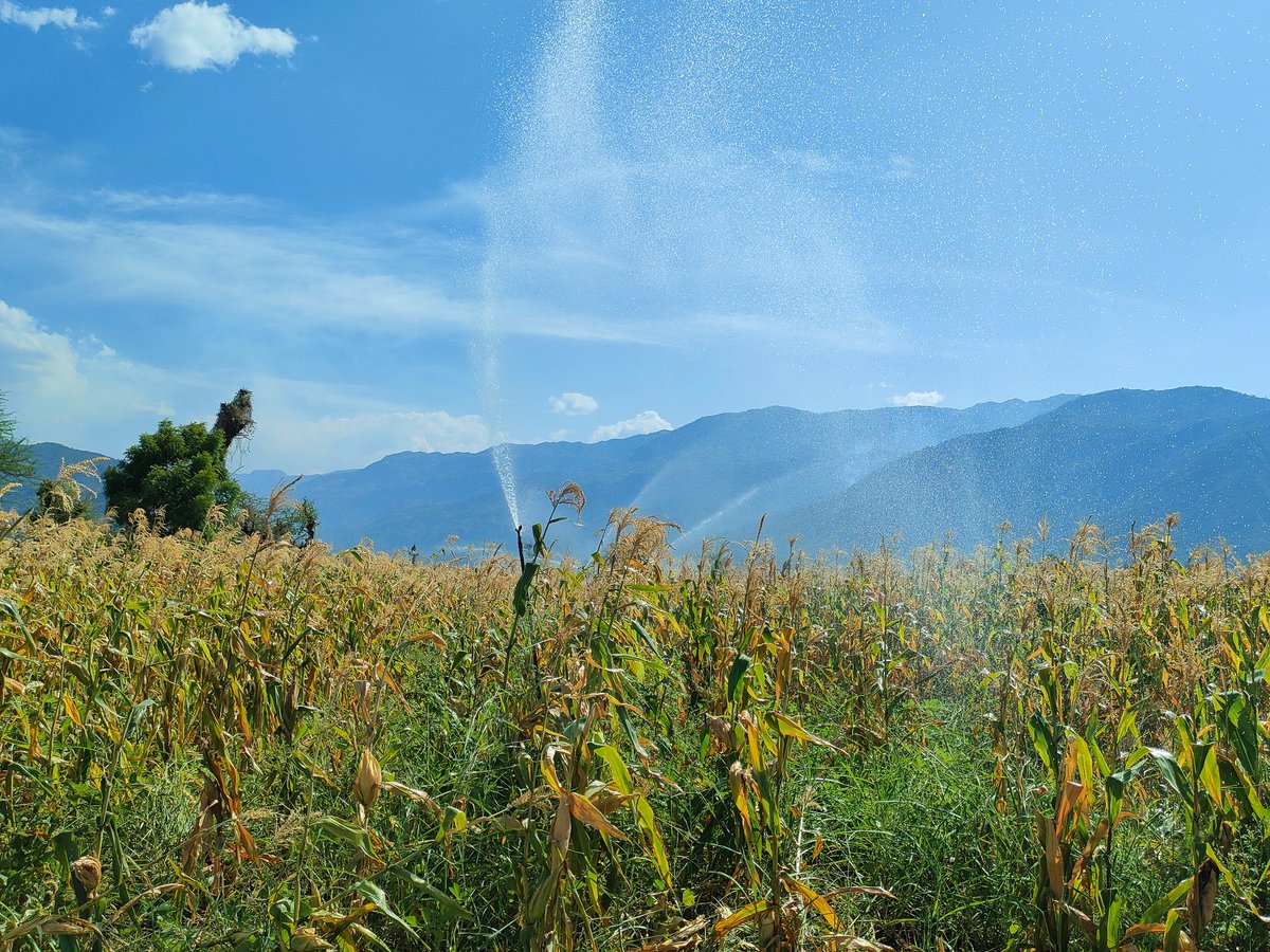 KVDA_ke's tweet photo. Empowering food security in West Pokot! 

🌾 The 600-hectare Wei Wei Integrated Development Project, a Vision 2030 flagship, produces 800 tons of seed maize worth Ksh 50M annually, feeding 2,000 families. Proud to host the PS @harsama_kello at this transformative scheme. https://t.co/3SJBhvzclf