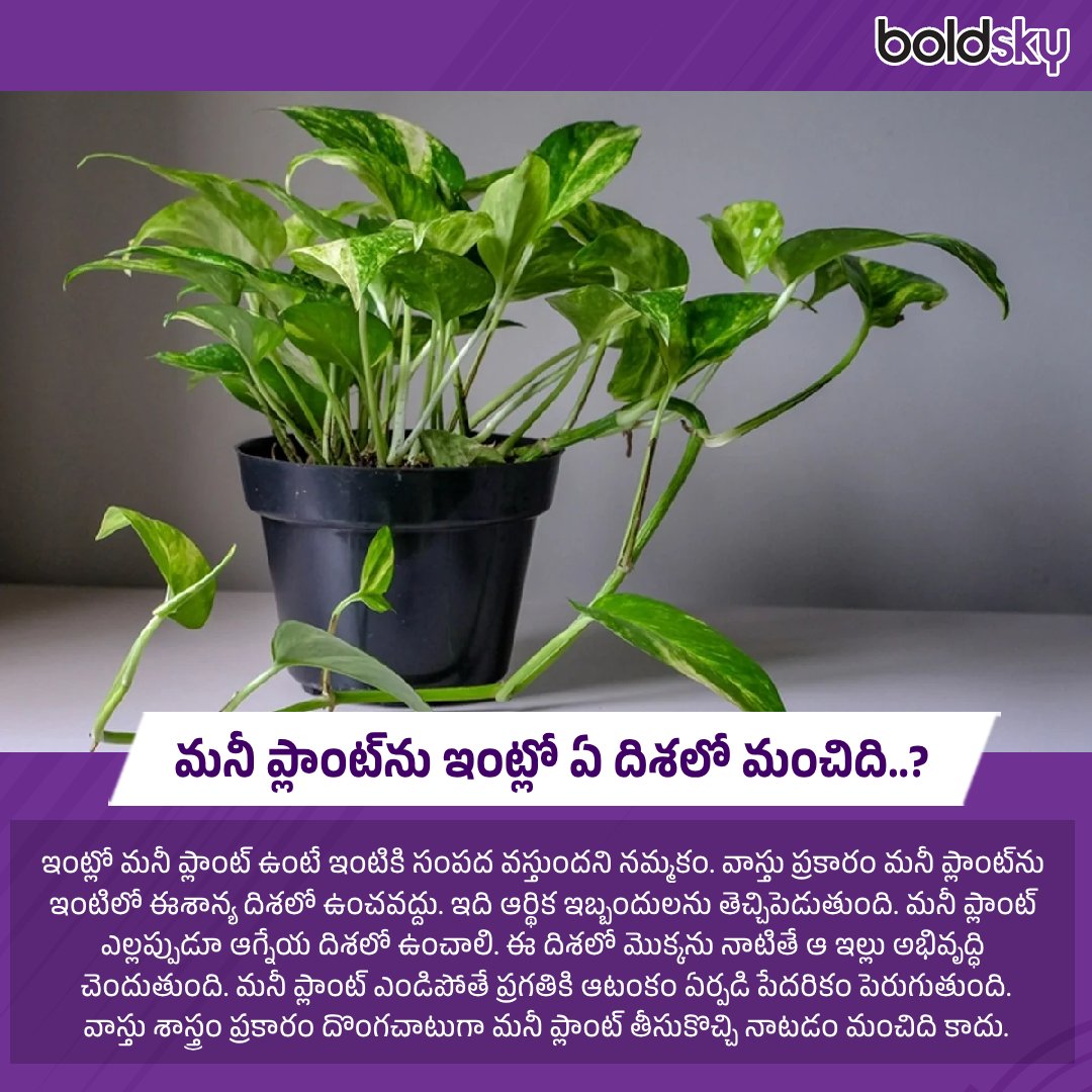 BoldskyTelugu's tweet image. మనీ ప్లాంట్‌ను ఇంట్లో ఏ దిశలో మంచిది ?
#moneyplant #vastutips #vastudirection #astrology #jyotishyam #zodiacsigns #boldskytelugu