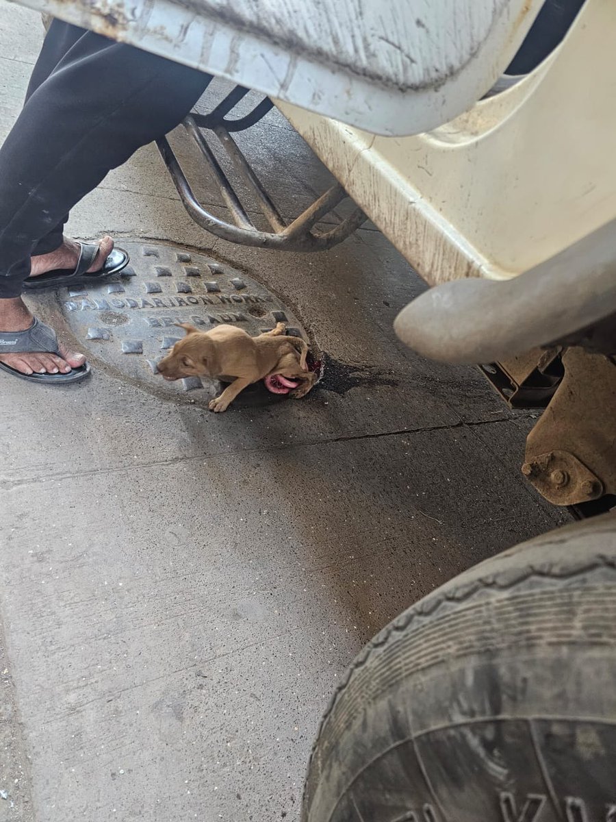 Heartbreaking! 💔 A tempo driver ran over a puppy near Thane Sapphire and laughed. This cruelty must not go unpunished!
<a href="/worldforall/">WorldForAll</a> <a href="/SAHMumbai/">Small Animal Hospital Mumbai</a> <a href="/animalsavemvmt/">Animal Save Movement</a> <a href="/myPALclub/">Mypalclub Foundation</a> <a href="/THANECPCA/">Thane CPCA</a> <a href="/sushank_tomar/">Sushank Tomar</a> 
<a href="/ThanePolice/">sakshi shinde</a> <a href="/PetaIndia/">PETA India</a> please take action! 🚨
#JusticeForStrays #AnimalCruelty