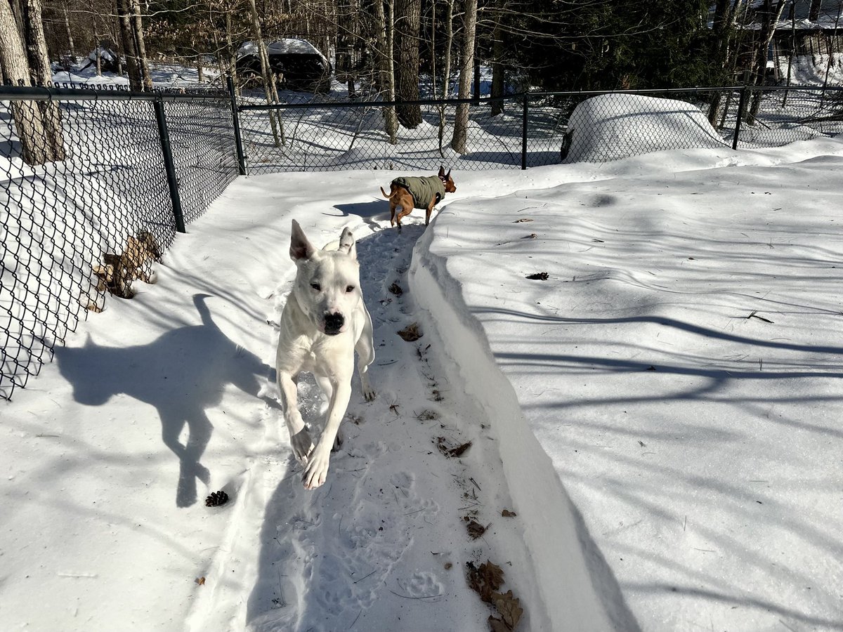 MrsSHTF_NH's tweet photo. Jett & Sonnyโ๏ธ๐๐ถ๐โ๏ธ #weekendvibes #petsbringustogether #weeklyfluff #love #chewy #dogoftheday #thebestisyettocome #pocketpit #pitbullmix #pitbulls https://t.co/EUd5xqyrvc